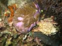 corail champignon - fungia fungites